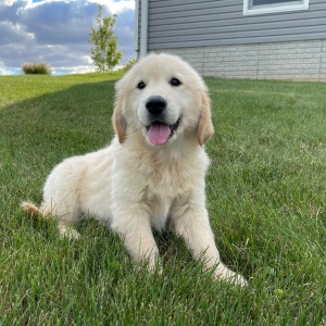 Golden Retriever Puppy Marcus