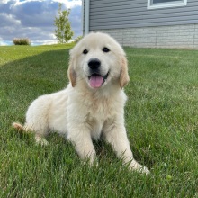 Golden Retriever Puppy Marcus