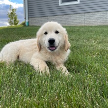Golden Retriever Puppy Marcus