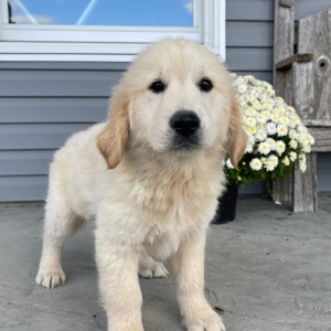 Golden Retriever Puppy Marcus