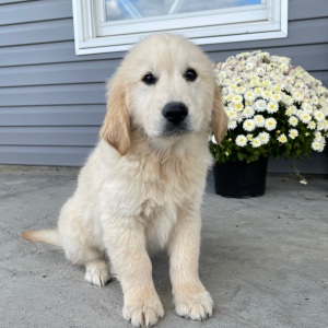 Golden Retriever Puppy Marcus