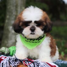 Shih Tzu Puppy Atticus