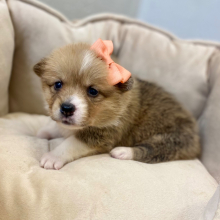 Pembroke Welsh Corgi Puppy Novie