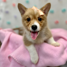 Pembroke Welsh Corgi Puppy Novie