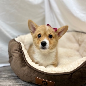 Pembroke Welsh Corgi Puppy Novie