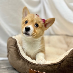 Pembroke Welsh Corgi Puppy Novie