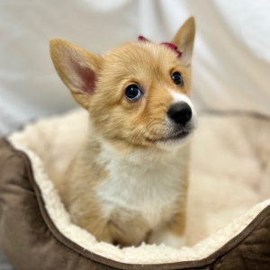 Pembroke Welsh Corgi Puppy Novie