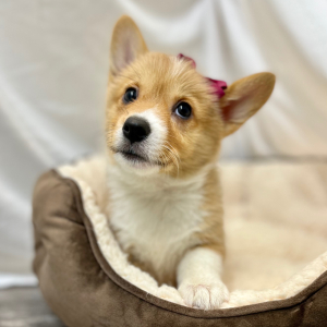 Pembroke Welsh Corgi Puppy Novie