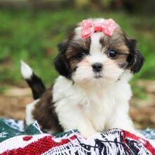 Shih Tzu Puppy Andie