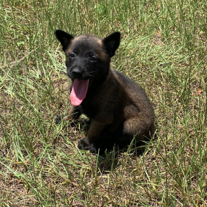 Belgian Malinois Puppy Chase