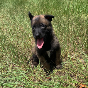 Belgian Malinois Puppy Chase