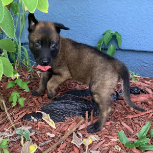 Belgian Malinois Puppy Chase