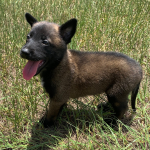 Belgian Malinois Puppy Chase