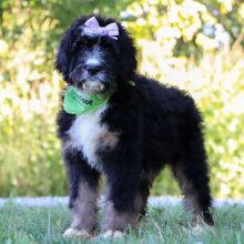 Bernedoodle Puppy Gouda