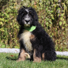 Bernedoodle Puppy Gouda