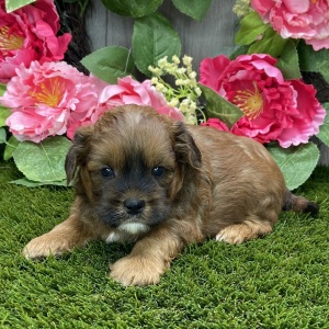 Shihpoo Puppy Ken