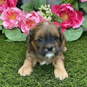 Shihpoo Puppy Ken