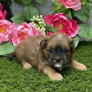 Shihpoo Puppy Ken