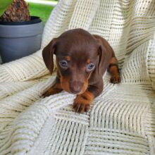 Dachshund Puppy Daisy