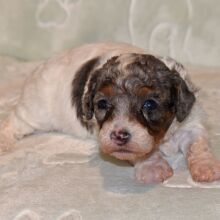 Cavapoo Puppy Dapper