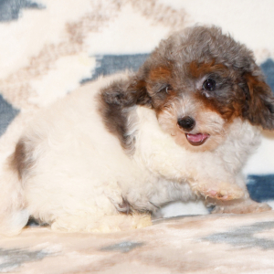 Cavapoo Puppy Dapper