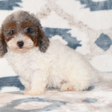 Cavapoo Puppy Dapper