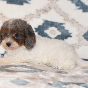 Cavapoo Puppy Dapper