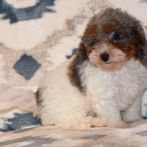 Cavapoo Puppy Dapper