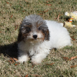 Cavapoo Puppy Dapper