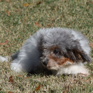Cavapoo Puppy Dapper