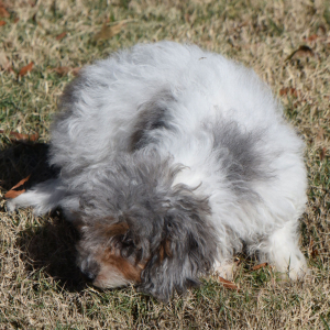 Cavapoo Puppy Dapper