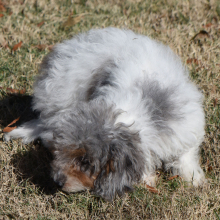 Cavapoo Puppy Dapper