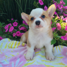 Pembroke Welsh Corgi Puppy Bella