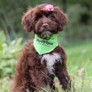 Portuguese Water Dog Puppy Brooke