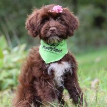 Portuguese Water Dog Puppy Brooke