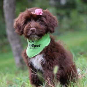 Portuguese Water Dog Puppy Brooke