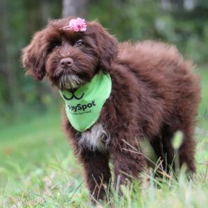 Portuguese Water Dog Puppy Brooke