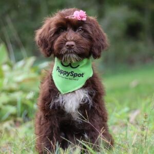 Portuguese Water Dog Puppy Brooke