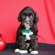 Portuguese Water Dog Puppy Lincoln