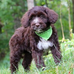 Portuguese Water Dog Puppy Lincoln
