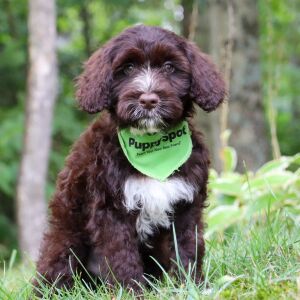 Portuguese Water Dog Puppy Lincoln