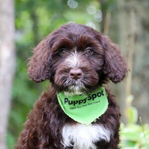 Portuguese Water Dog Puppy Lincoln