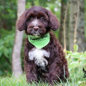Portuguese Water Dog Puppy Lincoln