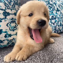 Golden Retriever Puppy Molly