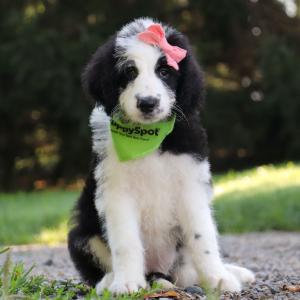 Sheepadoodle Puppy Desiree