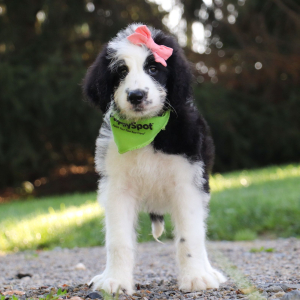 Sheepadoodle Puppy Desiree