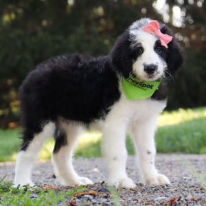 Sheepadoodle Puppy Desiree