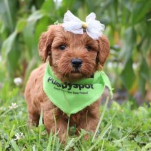Goldendoodle Puppy Tori