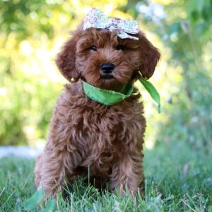 Goldendoodle Puppy Tori