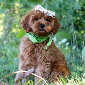 Goldendoodle Puppy Tori